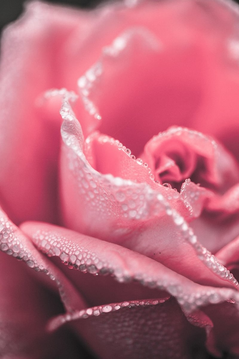 Floral Arrangements